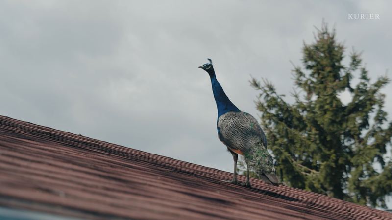 Ein Pfau auf dem Dach des Anwesens